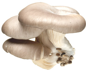 varieties-oyster