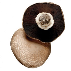 varieties-portobello
